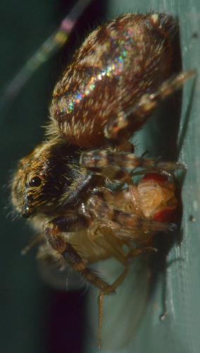 Réf. 230 561 : Pseudeuophrys erratica
